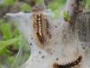 38016 – Photo : David Guedon – France (76)