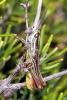38556 – Photo : Vincent Derreumaux – France (13)
