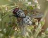 38002 – Photo : Jean Luc Kerveadou – France (29)