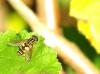 38732 – Photo : Michel Renou – France (91)