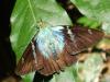 38475 – Photo : Christophe Girod – Guyane française