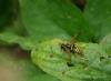 38971 – Photo : Michel Renou – France (29)