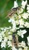 38981 – Photo : Emmanuel Freri – France (37)
