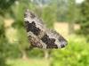 38901 – Photo : Emmanuel Freri – France (60)
