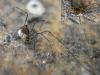 38488 – Photo : Arp – Pays-Bas