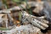 38514 – Photo : Vincent Derreumaux – France (13)
