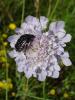 38698 – Photo : Emmanuel Freri – France (37)