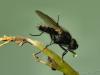 38100 – Photo : Denys Liger – France (27)
