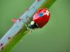 38031 – Photo : Denys Liger – France (27)