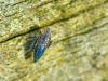 38207 – Photo : Denys Liger – France (27)