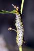 38105 – Photo : Vincent Derreumaux – France (04)