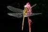 Sympetrum meridionale