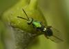 38795 – Photo : Jean Luc Kerveadou – France (29)