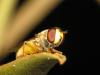 38675 – Photo : Guillaume JACQUEMIN – France (21)