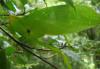 38528 – Photo : Christophe Girod – Suriname