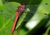 38957 – Photo : FATON Jean-Michel – France (26)