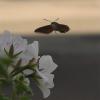 38679 – Photo : Douar Nevez – France (94)