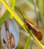 38361 – Photo : FATON Jean-Michel – France (26)