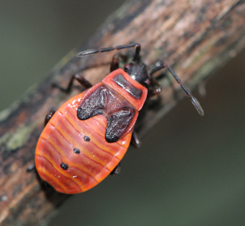 Fred Chevaillot - Pyrrhocoris apterus - réf. 38137 (800 x 739 pixels, 195 ko)