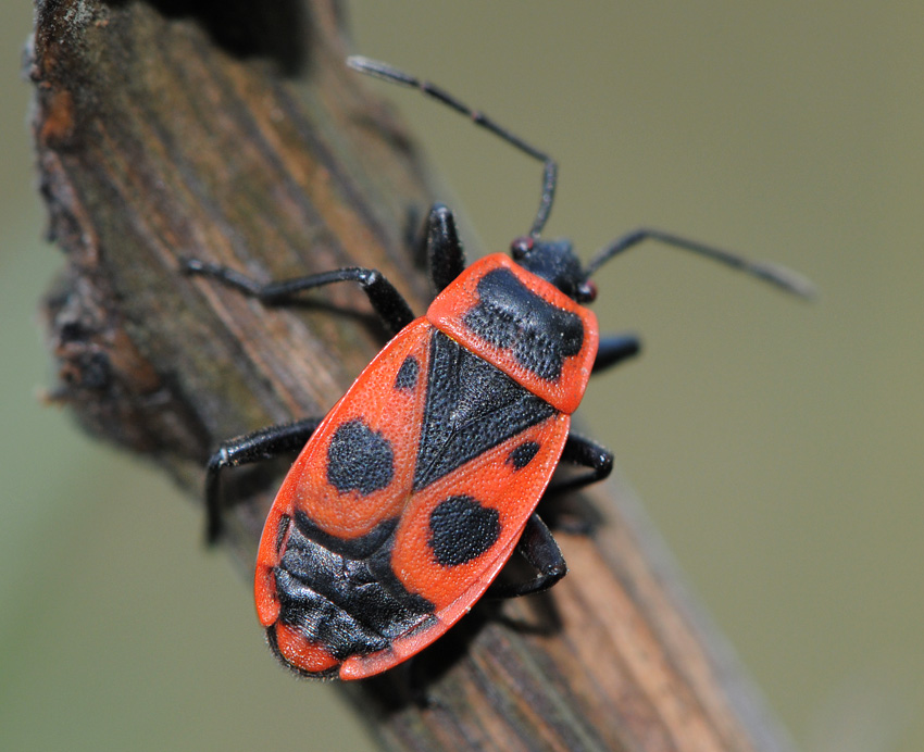 Fred Chevaillot - Pyrrhocoris apterus - réf. 38136 (850 x 692 pixels, 191 ko)