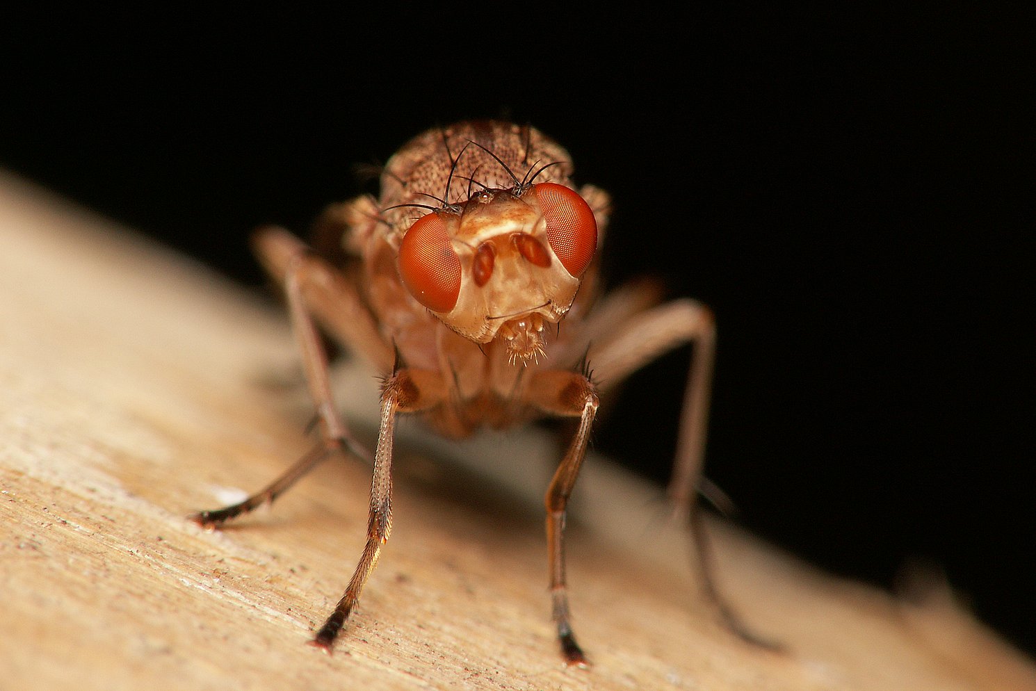 bobgaia - Suillia sp. - réf. 38280 (1490 x 994 pixels, 163 ko)