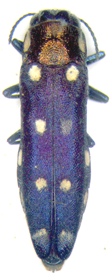 OCIS - Agrilus octosignatus - réf. 38543 (229 x 567 pixels, 139 ko)