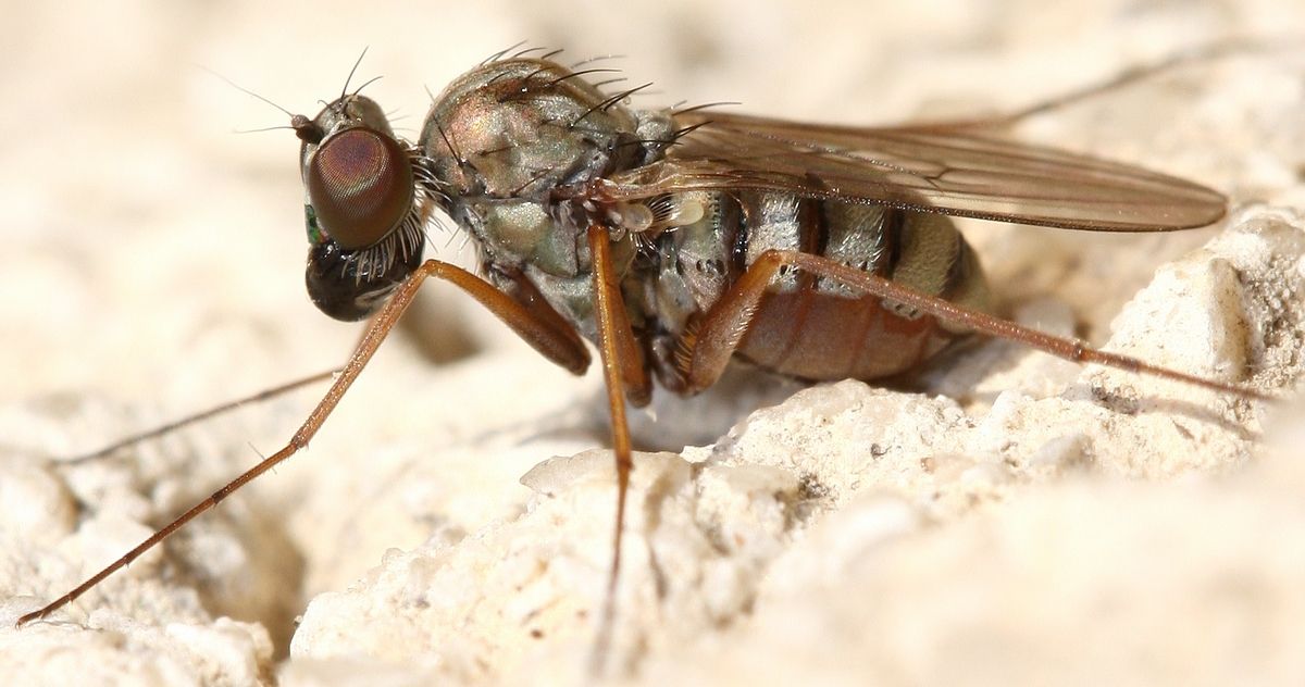 lauriaut - Medetera flavipes - réf. 38381 (1200 x 632 pixels, 112 ko)