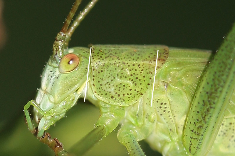 michel Clemot - Phaneroptera falcata - réf. 38343 (800 x 533 pixels, 87 ko)