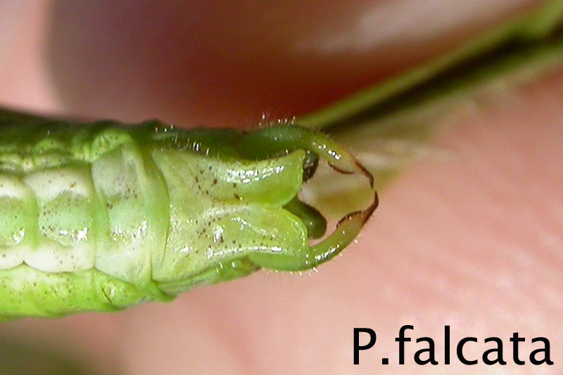 michel Clemot - Phaneroptera falcata - réf. 38383 (800 x 533 pixels, 95 ko)