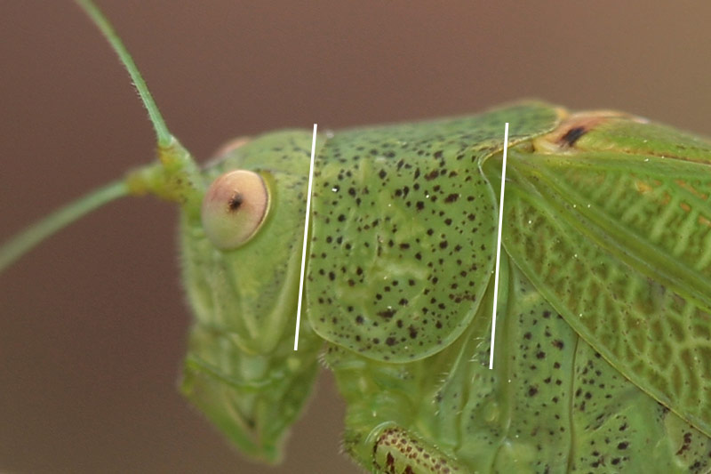 michel Clemot - Phaneroptera nana - réf. 38342 (800 x 533 pixels, 67 ko)