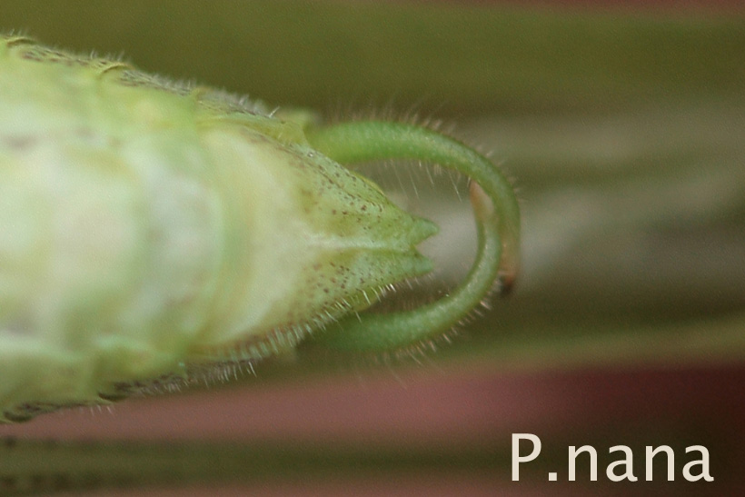 michel Clemot - Phaneroptera nana - réf. 38382 (820 x 547 pixels, 99 ko)