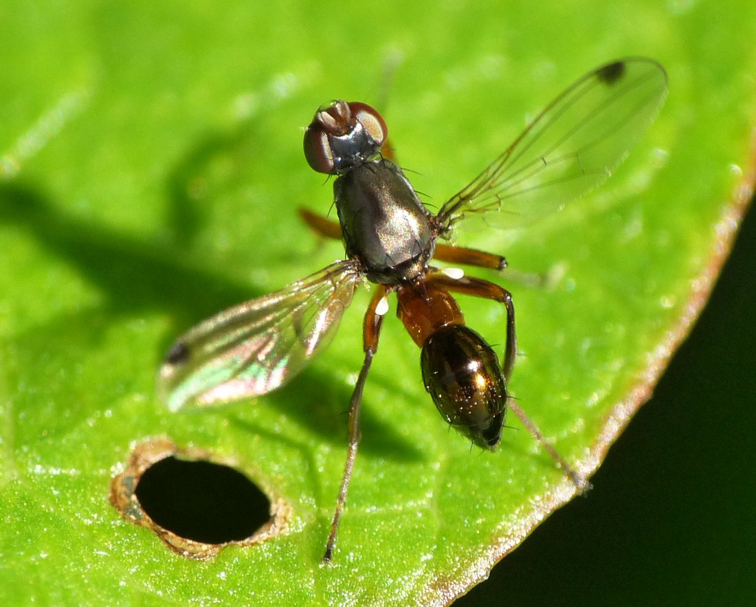 Jean Luc Kerveadou - Sepsis punctum - réf. 38066 (1100 x 883 pixels, 181 ko)