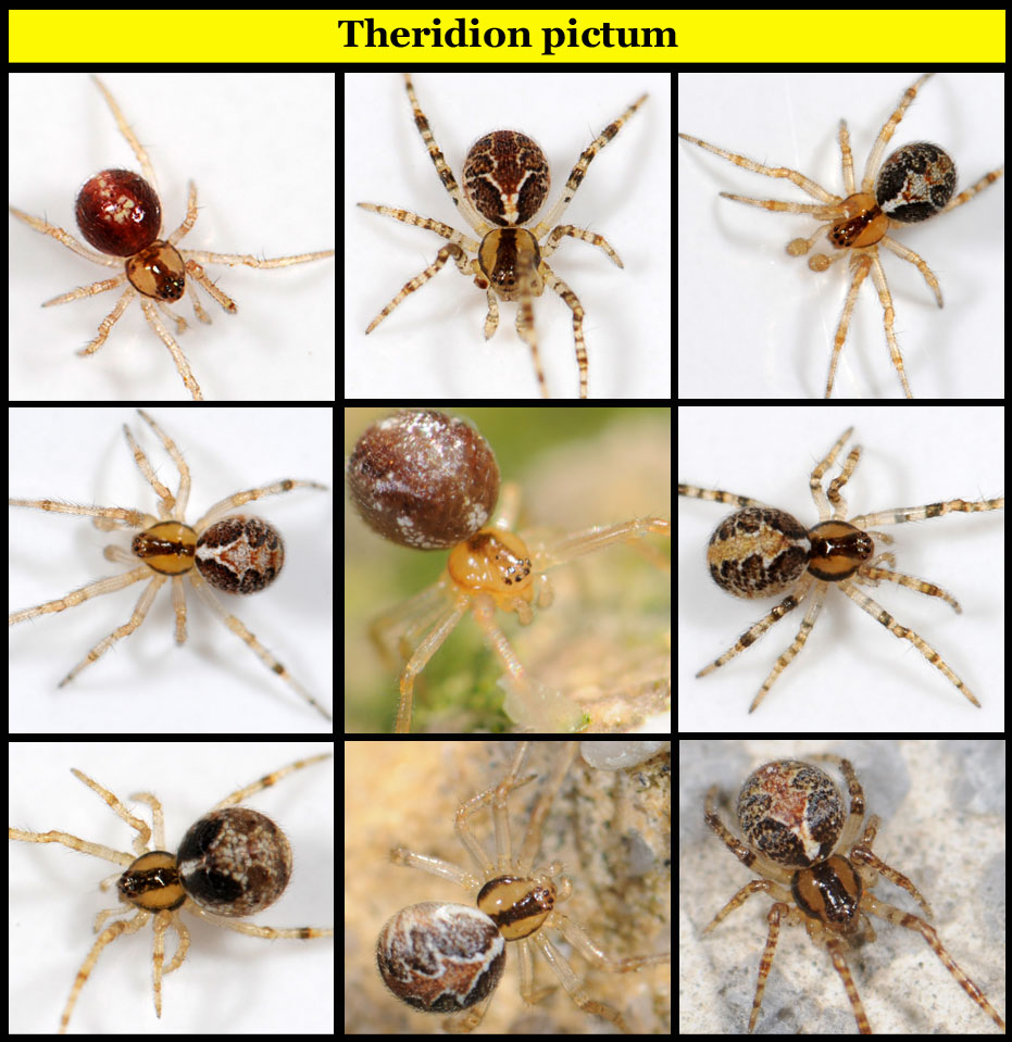 Pierre OGER - Theridion pictum - réf. 38803 (931 x 959 pixels, 216 ko)