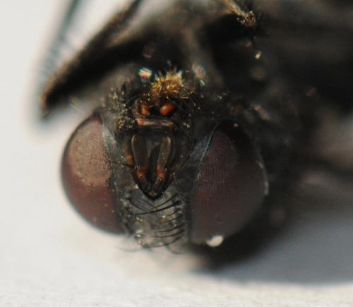 Réf. 39 091 : Muscina prolapsa