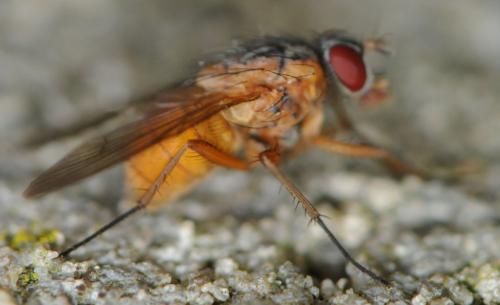 Phaonia rufiventris