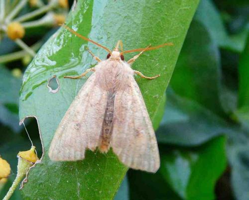 Agrochola circellaris