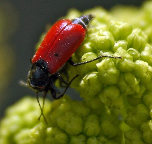 Malachius coeruleoscutatus