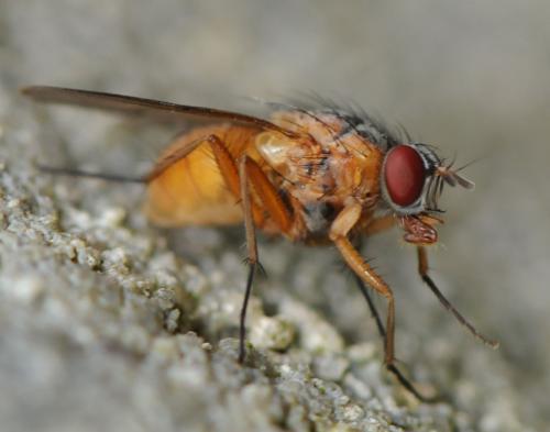 Phaonia rufiventris