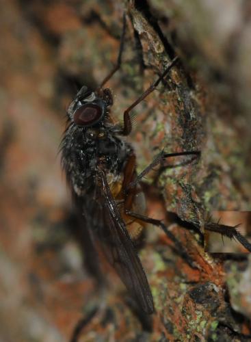 Phaonia subventa