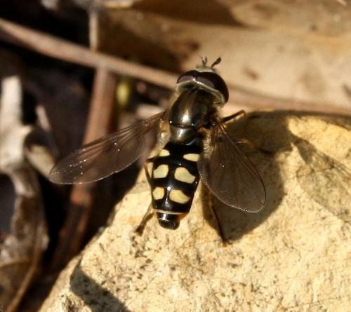 Réf. 39 717 : Eupeodes luniger