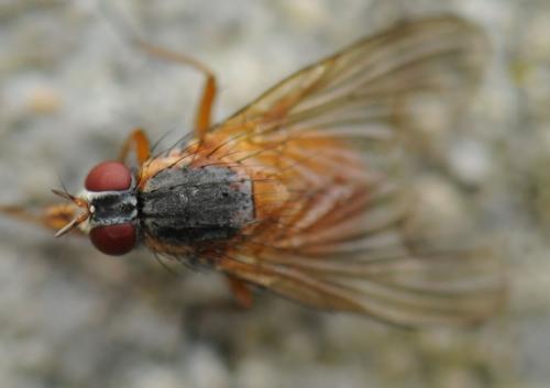 Réf. 39 492 : Phaonia rufiventris