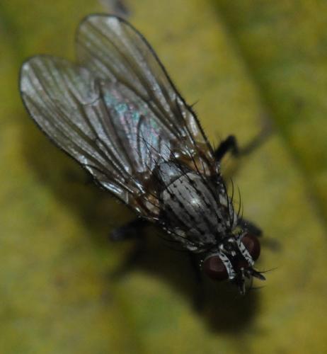 Hylemya variata