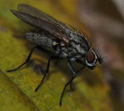 Hylemya variata