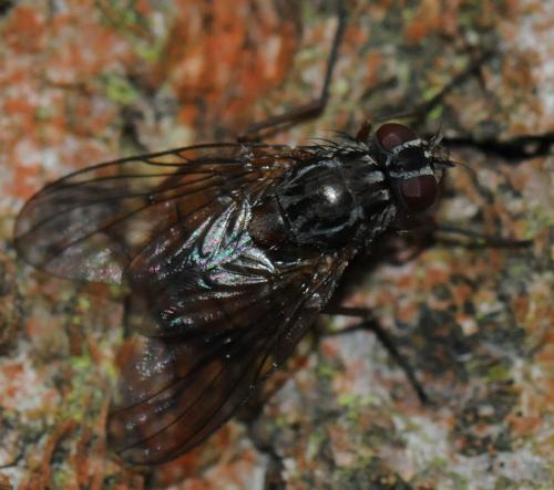 Phaonia subventa