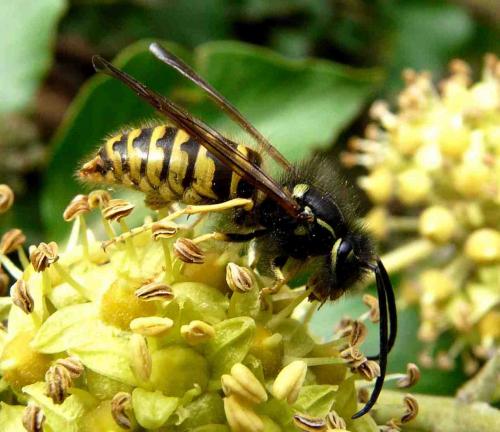 Vespinae