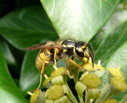 Réf. 39 950 : Vespula sp.