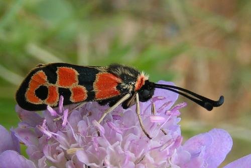 Réf. 39 059 : Zygaena fausta