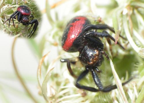 Synema globosum