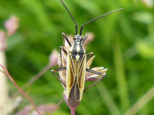 Réf. 39 085 : Leptopterna dolabrata