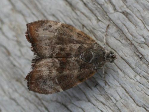 Choreutis nemorana